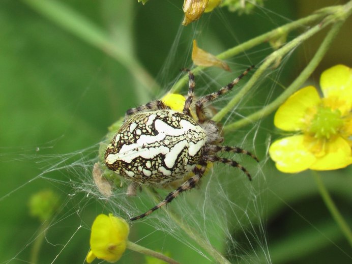 Araneus diadematus - крестовик