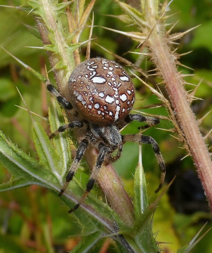 Araneus alsine - крестовик зябкий