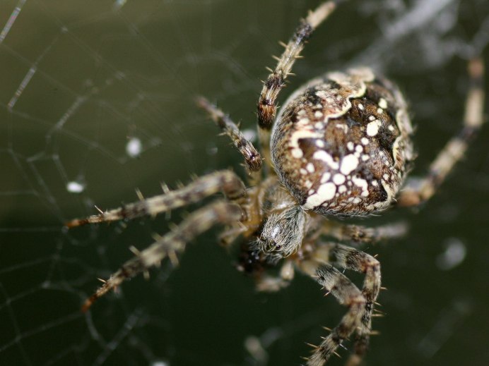 Araneus diadematus паук крестовик