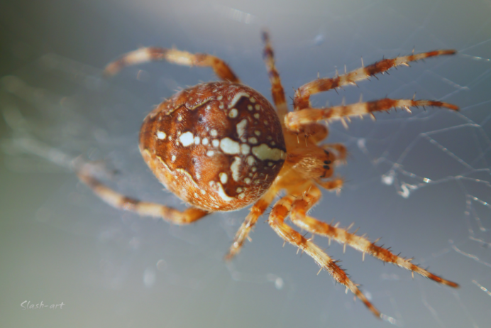 Araneus diadematus - крестовик