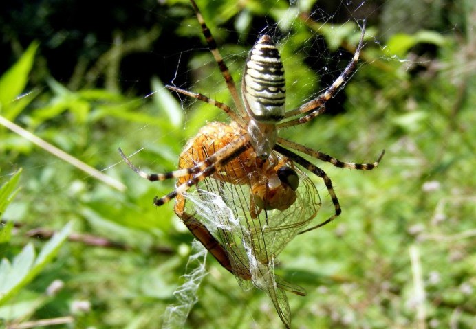 Паук Araneus pallidus