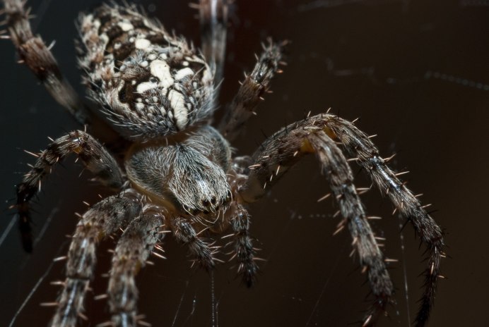 Araneus Spider паук Spider