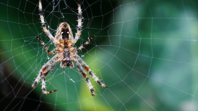 Araneus Quadratus Луговой крестовик