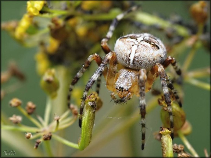 Araneus diadematus - крестовик