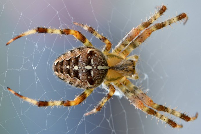 Araneus diadematus паук