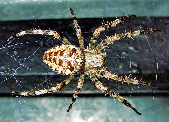 Araneus diadematus паук крестовик
