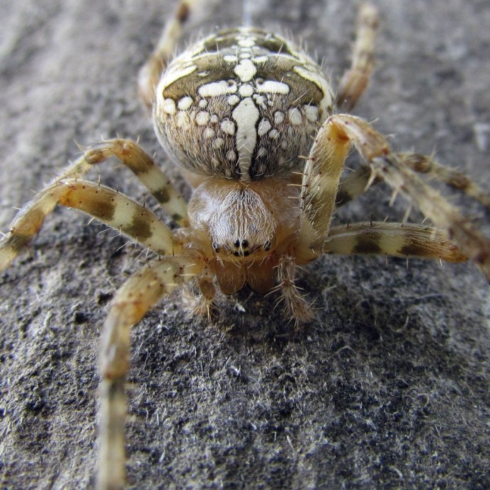 Araneus Quadratus Луговой крестовик