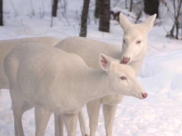 Северная олениха белая