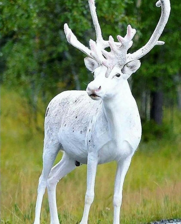 Лама альбинос