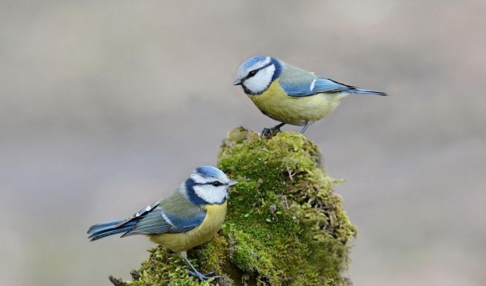 Голубая лазоревка