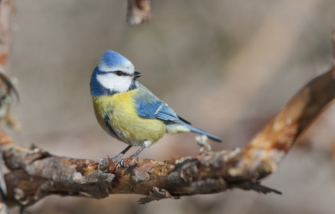 Белая лазоревка князек