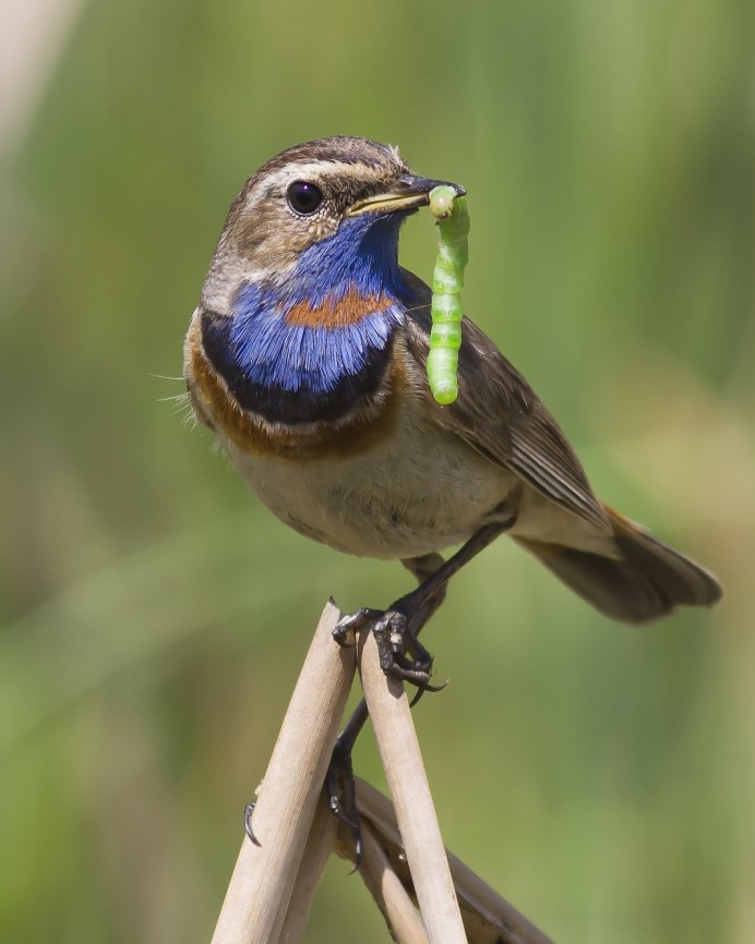 Лазоревка птица