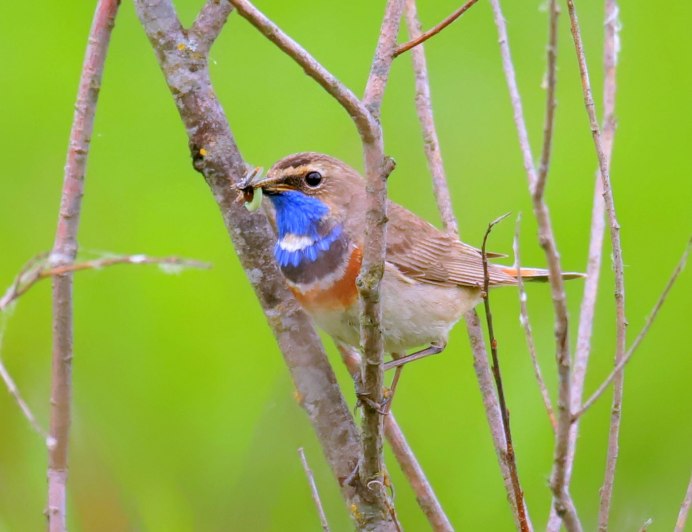 Голубая сиська на веточке