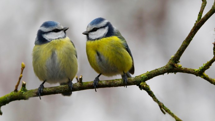 Серая лазоревка птица