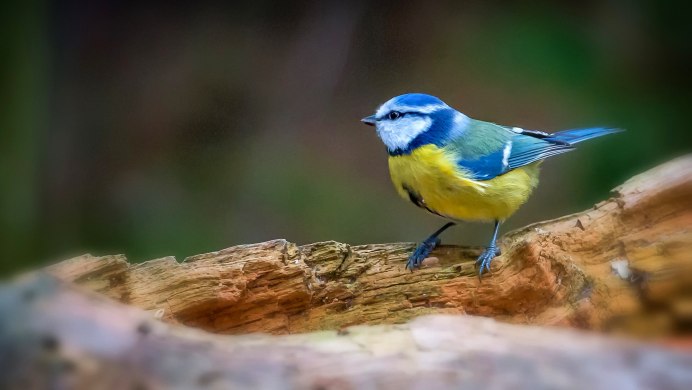 Щегол и Зяблик и Сойка