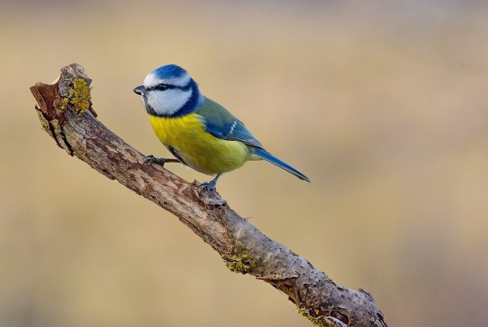 Синица белая лазоревка