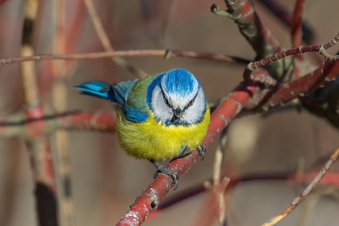 Голубая лазоревка