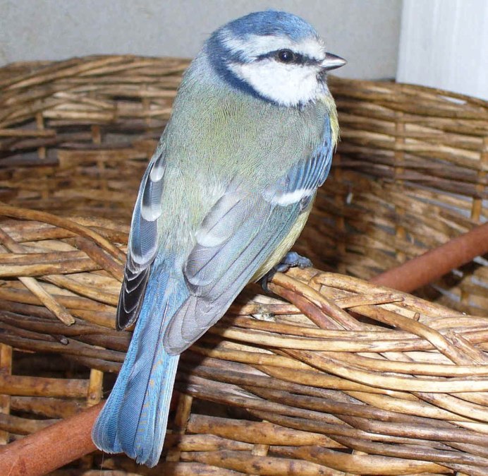 Клюв синицы