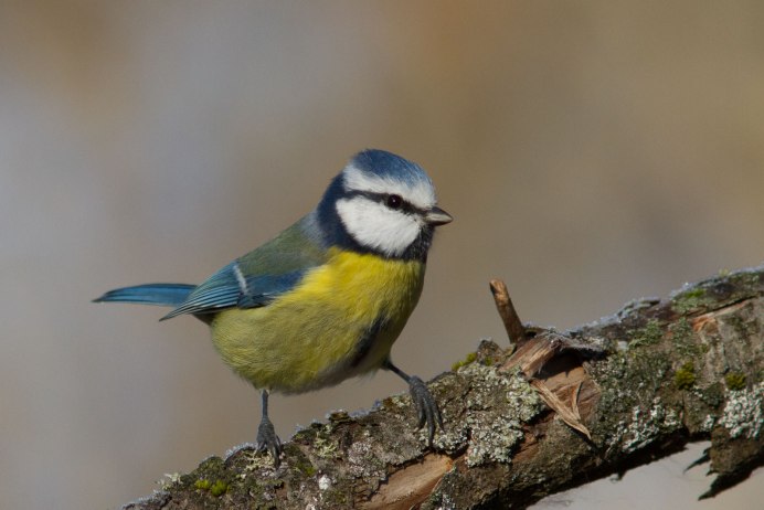 Малая синица