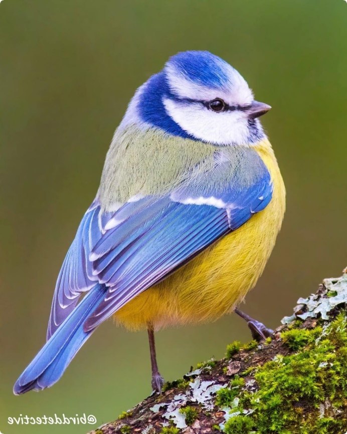 Небольшая белая птичка