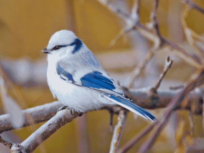 Маленькая синичка лазоревка