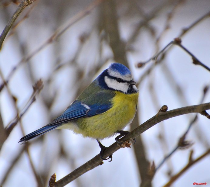 Синица лазоревка