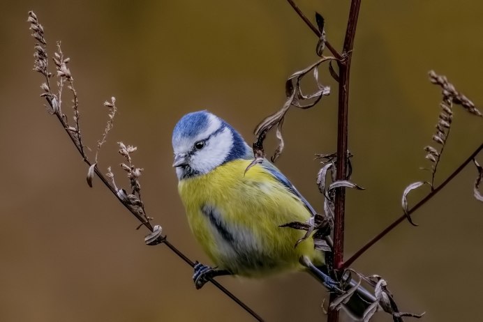 Синичка лазоревка