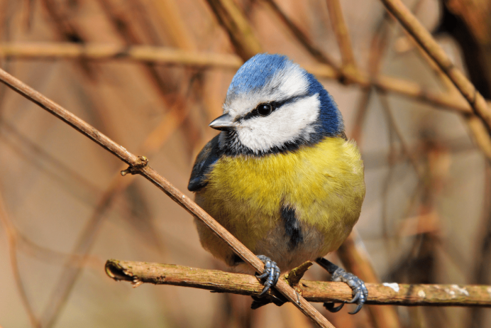 Королевский новогвинейский малюр