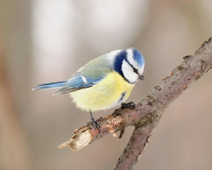 Синий Тит птенецит