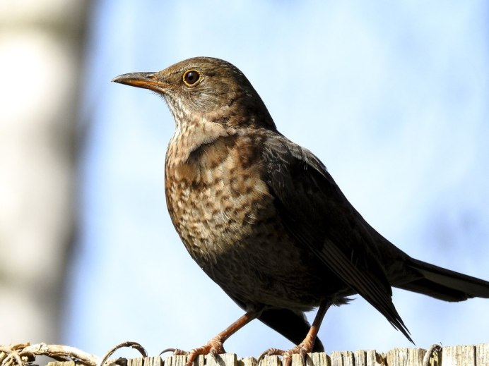 Turdus Merula группа