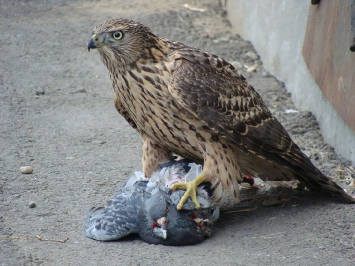 Black Sparrowhawk