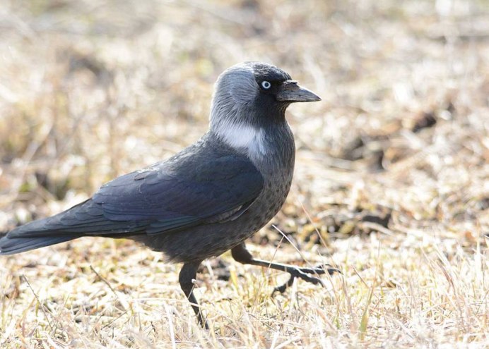Галка (Corvus monedula)