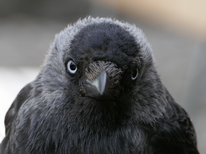 Серая ворона – Corvus cornix