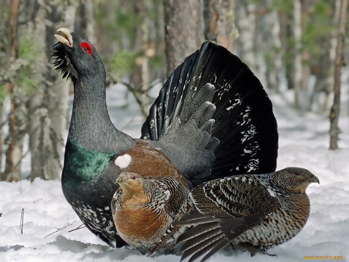Чернобрюхий Глухарь Tetrao urogallus Major