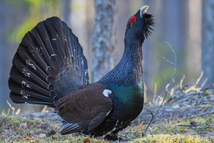 Глухарь (Tetrao urogallus)
