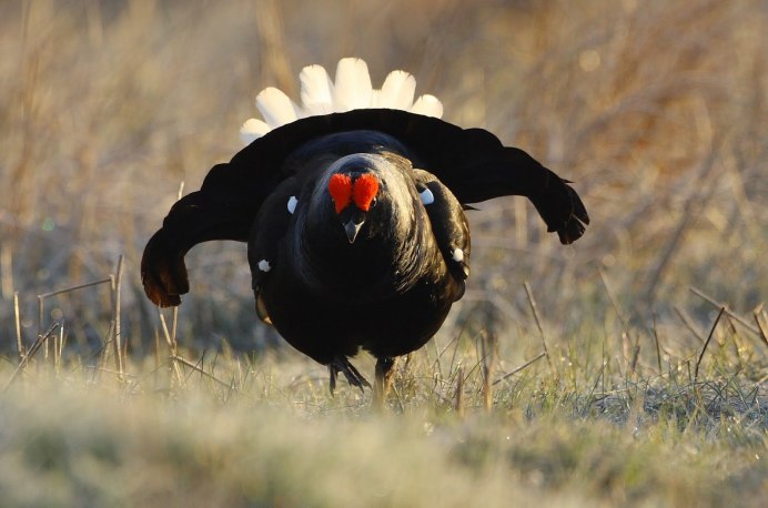 Глухарь (Tetrao urogallus)