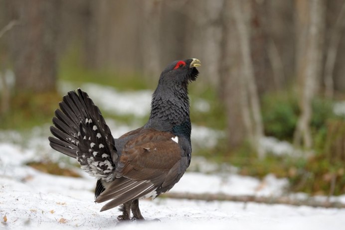 Чернобрюхий Глухарь Tetrao urogallus Major