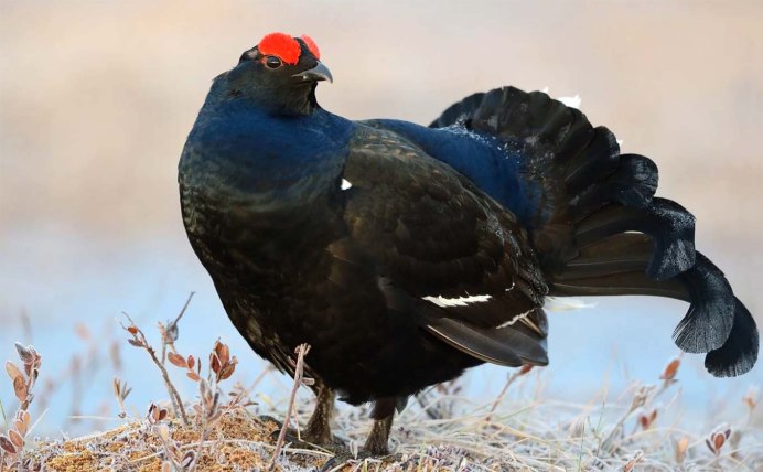Глухарь (Tetrao urogallus)