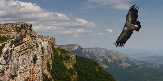 Птица Беркут Халзан