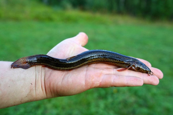 Eel угорь