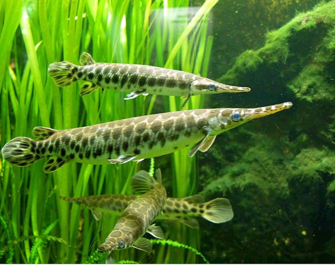 Акантофтальмус Кюля (Acanthophthalmus Kuhli)