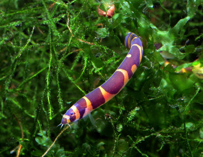 Electrophorus electricus