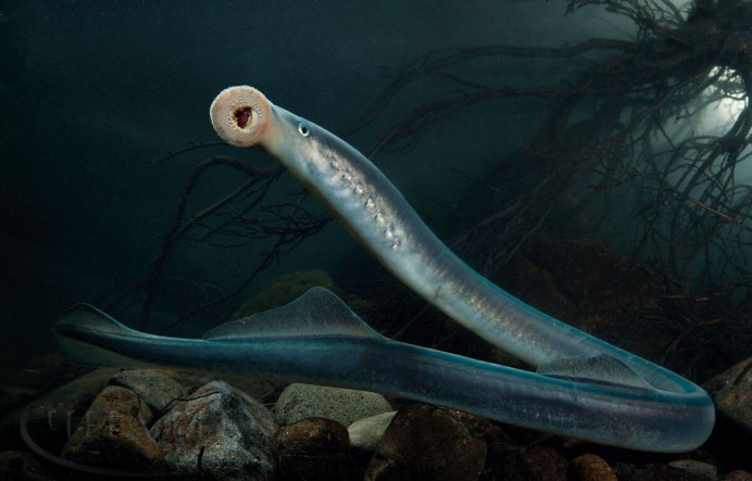 Китайский веслонос Psephurus Gladius