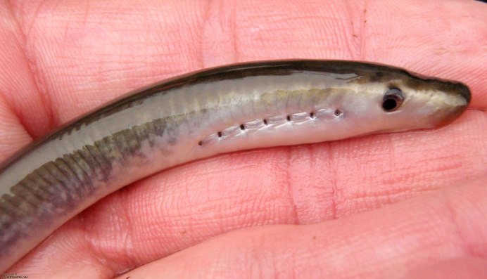 Кривохвостка обыкновенная (морская уточка)/Aeoliscus strigatus