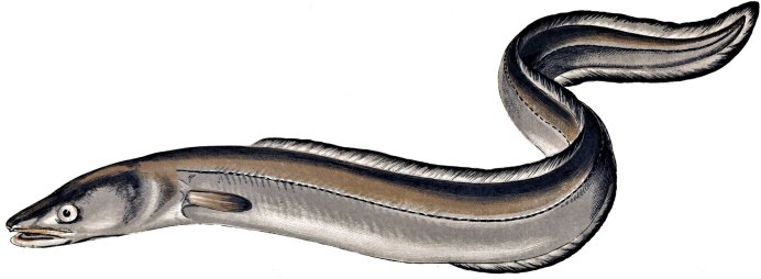 Веслонос (Psephurus Gladius)