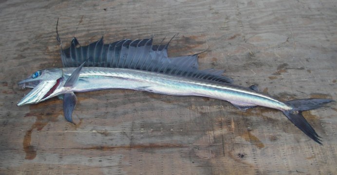 Морская щука Барракуда