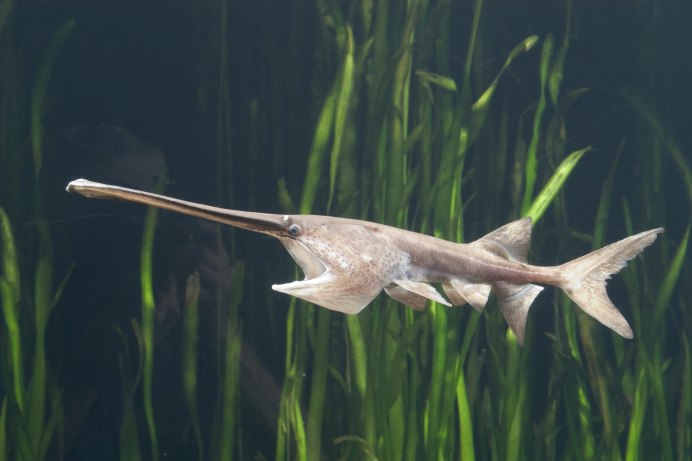 Веслонос (Polyodon spathula)