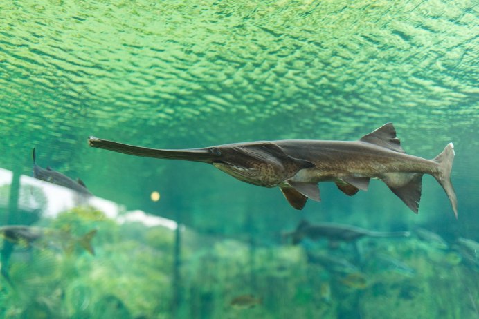 Веслонос (Polyodon spathula)