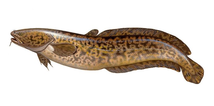 Европейский сом Silurus GLANIS
