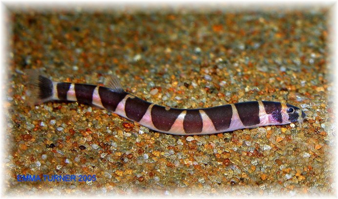 Ictalurus punctatus